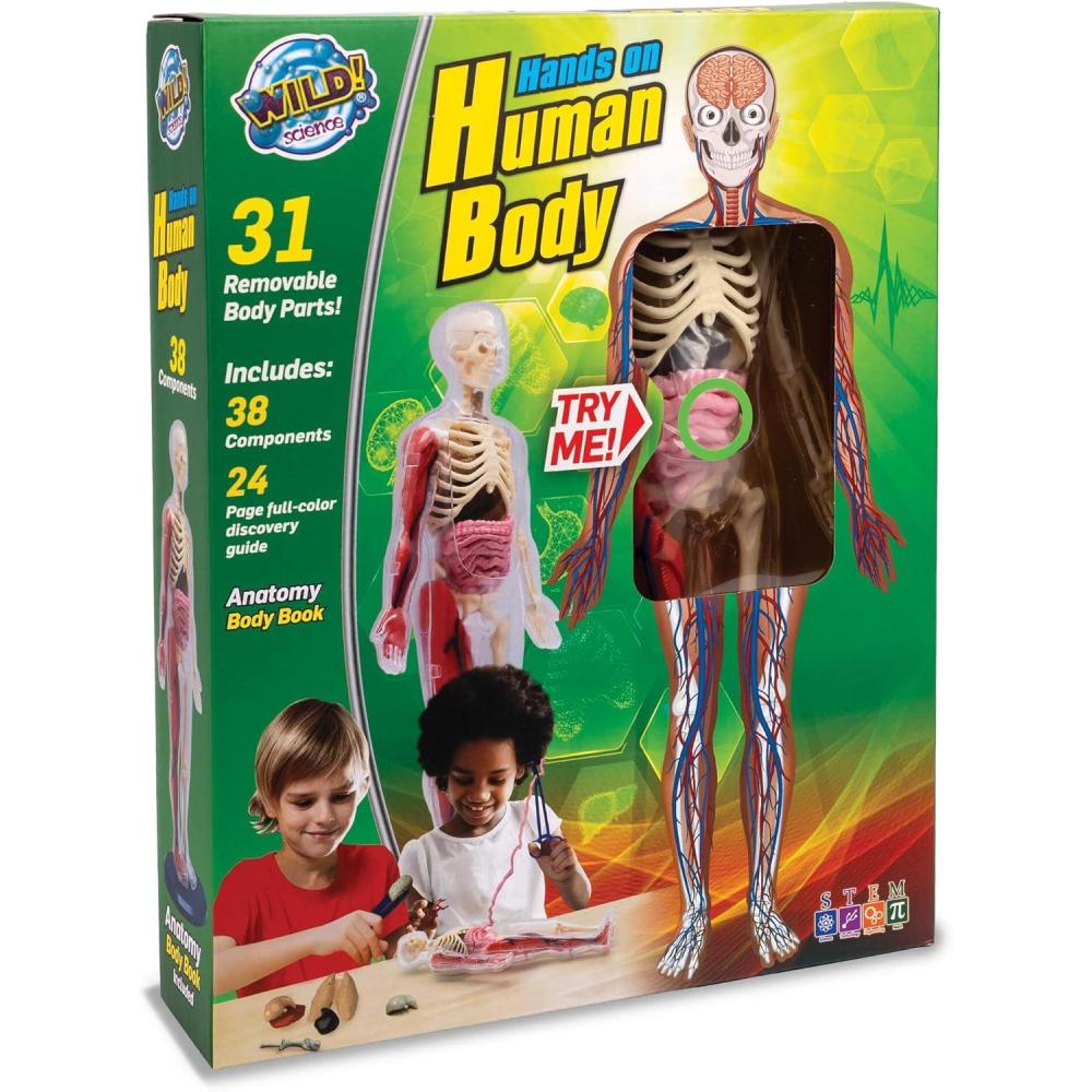 imageHuman Body Anatomy Model Kit 31Piece Interactive STEM Set with 9 Squishy Organs Bones Muscles amp Blood Vessels Forceps amp Discovery Guide Educational Science Tool for Kids 6
