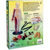 Human Body Anatomy Model Kit – 31-Piece Interactive STEM Set with 9 Squishy Organs, Bones, Muscles & Blood Vessels, Forceps & Discovery Guide – Educational Science Tool for Kids 6+